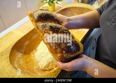 Traditional Romanian and Bulgarian baked pastry called Cozonac/Kozunak held by a woman cook in her hands, above a wooden trough with dough in it. Home