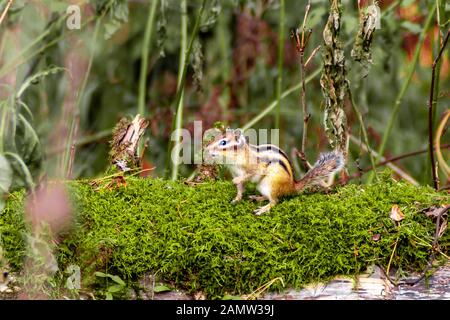 chipmunk on a log with moss Stock Photo