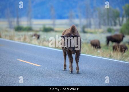 Young bison calf on the road in Yellowstone National Park Stock Photo