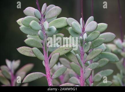 Vertical-leaf Senecio tropical plants Stock Photo