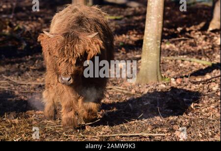 A young calf and highland cattle come running out of a forest between trees in cold autumn weather Stock Photo