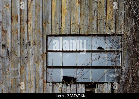 Background from an old wooden house wall with an old broken glass window and wild tendrils growing over it Stock Photo