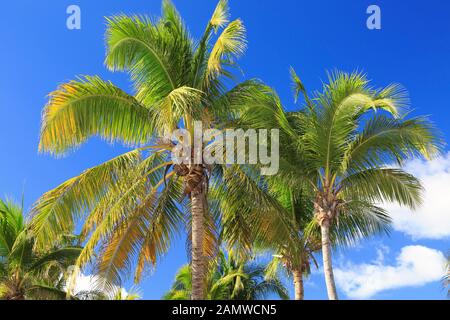 Palm trees and blue sky background Stock Photo
