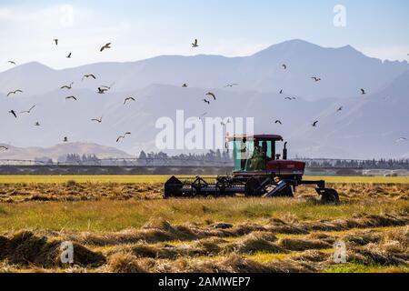 Sheffield, Canterbury, New Zealand, January 14 2020: Windrowing grass to dry for seed harvesting Stock Photo