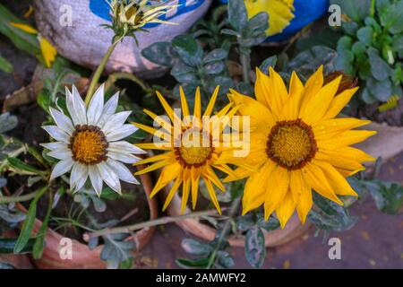 Cremanthodium ellisi, the Himalayan Mini Sunflower. Stock Photo
