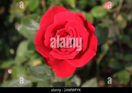 Red rose in the garden, Mirpur Bangladesh Stock Photo