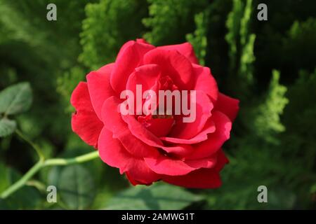 Red rose in the garden, Mirpur Bangladesh Stock Photo