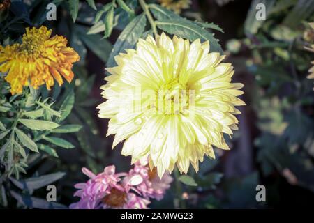 Dahlia Colorful Flower White For Background Texture Stock Photo