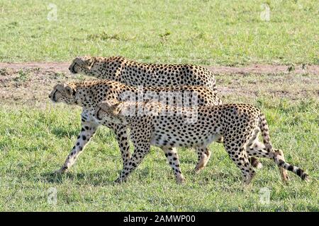 Cheetah (Acinonyx jubatus), three males stalking, focussed on a prey, Maasai Mara, Kenya. Stock Photo