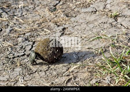 Dung Beetle with a golfball-sized ball of Elephant dung, Maasai Mara, Kenya. Stock Photo