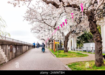 Tokyo, Japan - March 30, 2019: Sumida park Asakusa area with cherry blossom trees in downtown and hanging paper lights Stock Photo