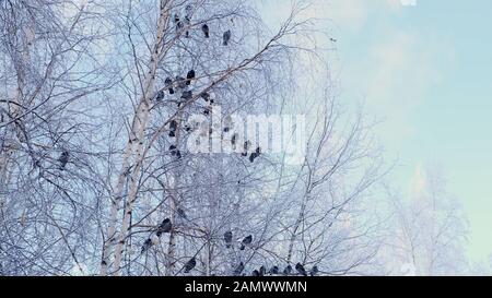 gray pigeons stood on a branch with white snow. A flock of birds close-up. animals in the winter season. Frosty trees in frosty winter. Stock Photo