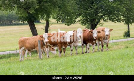 Group of five dairy cows in a green pasture. All of them are facing the camera, looking very curious. All cows are brown and white spotted. Stock Photo