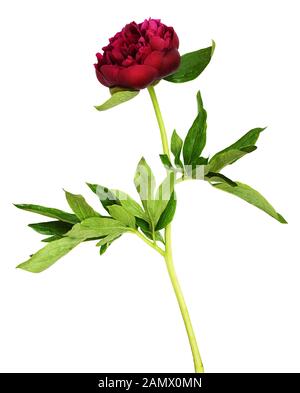 Red peony flower with green leaves isolated on white Stock Photo