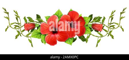 Bindweed sprigs and red hibiscus flowers with green leaves in a line arrangement isolated on white background Stock Photo