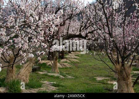 Apricot blossoms in Chikuma City’s Mori District in Nagano which is known as the Apricot Village and has the most apricot trees of any district in all Stock Photo