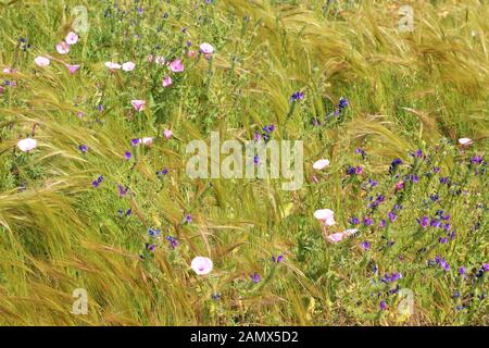 Wild flower meadow, grass field background Stock Photo