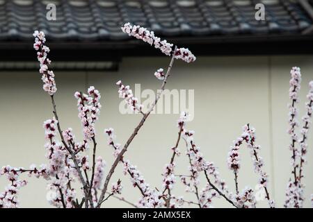 Apricot blossoms against a house's white wall in Chikuma City’s Mori District in Nagano which is known as the Apricot Village Stock Photo