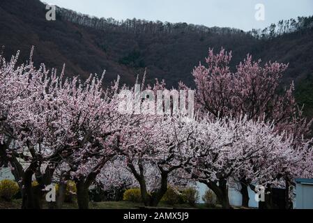 Beautiful apricot blossoms in Chikuma City’s Mori District which is known as the Apricot Village and has the most apricot trees of any district in all Stock Photo