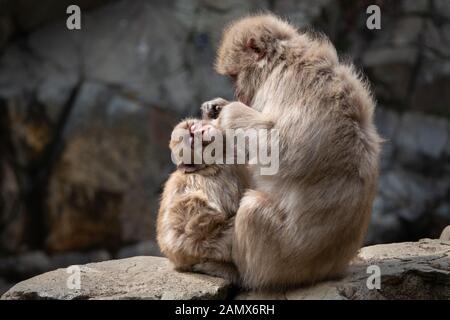 Baby snow monkey enjoys the grooming by mummy monkey in the Jigokudani (means “Hell’s Valley”) snow monkey park around the hot spring Stock Photo
