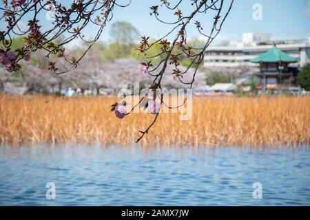 Cherry Blossoms in Ueno Park Tokyo Stock Photo