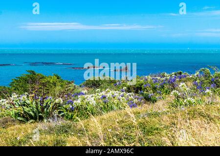 Blue and white agapanthus flowers, Cape Palliser, Wairarapa, North Island, New Zealand Stock Photo