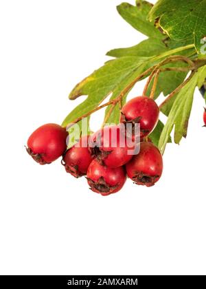 A close up of the bright red berries of hawthorn - Crataegus monogyna against a clear white background Stock Photo