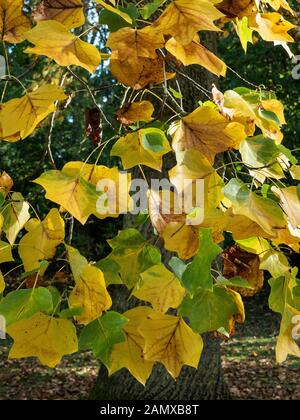 A close up of the yellow and gold autumn foliage of the tulip tree Liriodendron tulipifera Stock Photo