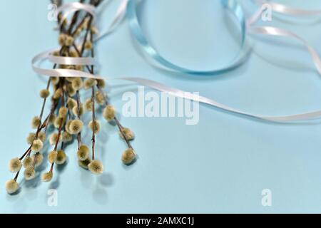 A bouquet of willow twigs with fluffy buds forward in sharpness with ribbons twigs not sharp, on a sky blue background. Stock Photo