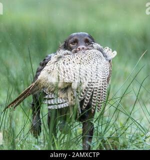 cocker spaniel carrying shot pheasant Stock Photo