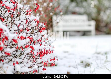 Winter garden scene with a barberry shrub with red berries in the front and blurred white bench on the background Stock Photo