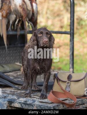 cocker spaniel on game cart with pheasants Stock Photo