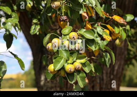 Green wild pears ripen on a tree by the road. Stock Photo