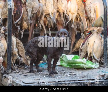 cocker spaniel on game cart with pheasants Stock Photo
