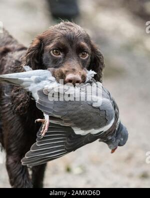 cocker spaniel carrying dead pigeon Stock Photo