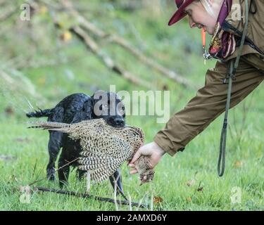 lady training a working cocker spaniel Stock Photo