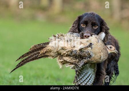 cocker spaniel carrying dead pheasant Stock Photo