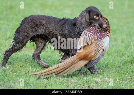 cocker spaniel carrying dead pheasant Stock Photo