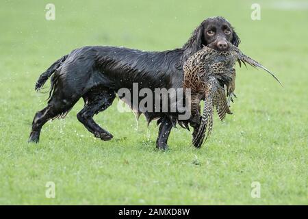 cocker spaniel carrying dead pheasant Stock Photo