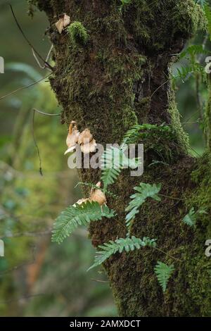 ferns  and fungus growing on tree trunk Stock Photo