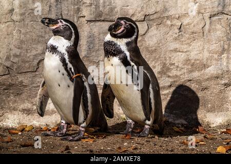 The Humboldt Penguin, Spheniscus humboldti also termed Peruvian penguin, or patranca is a South American penguin that breeds in coastal Chile and Peru Stock Photo