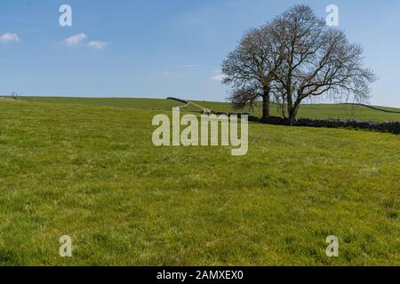 Yorkshire Dales landscape near Hartlington, North Yorkshire, England, UK Stock Photo