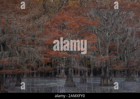 This is the picture of sunrise at Caddo Lake Texas, Louisiana, USA Stock Photo