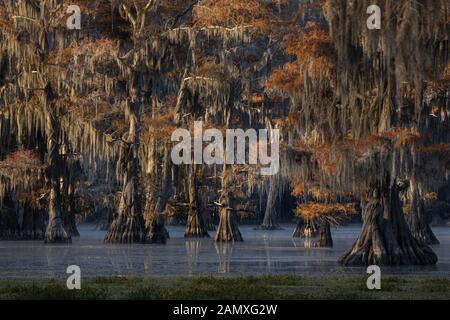 This is the picture of sunrise at Caddo Lake Texas, Louisiana, USA Stock Photo