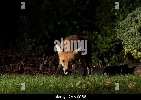 Close up front view of wild, hungry urban UK red fox (Vulpes vulpes) isolated in the dark, foraging for food in UK garden at night, lit by spotlight. Stock Photo