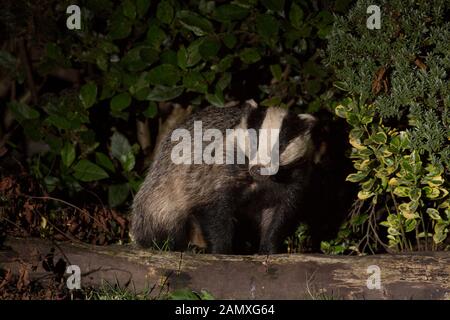 Close up front view of wild, hungry urban British badger (Meles meles) isolated in the dark, foraging for food in UK garden at night, lit by spotlight. Stock Photo