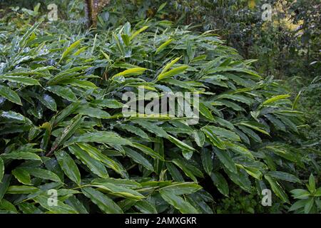 Ethiopian Cardamom plant in the rainforest Stock Photo