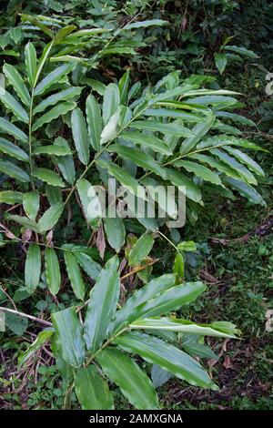 Ethiopian Cardamom plant in the rainforest Stock Photo