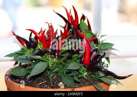 Hot chili peppers in a pot. Beautiful fresh home-grown vegetable, organic red burgundy purple chili pepper Stock Photo