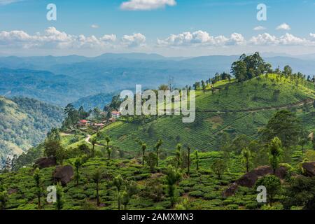 Scenic view over tea plantation and mountain landscape near Munnar in Kerala, South India on sunny day Stock Photo
